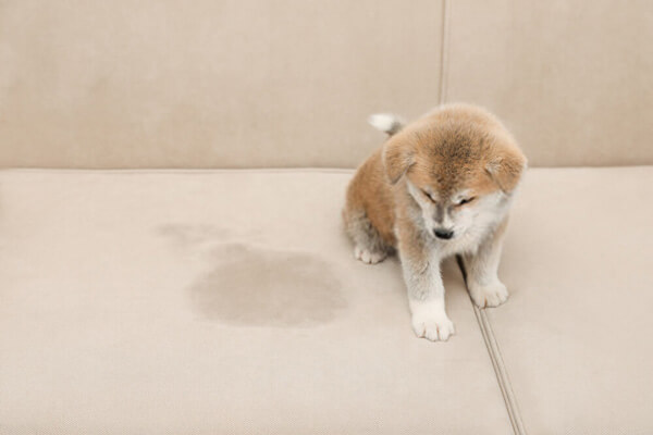 Pet Stains & Odor Removal-3 (1)